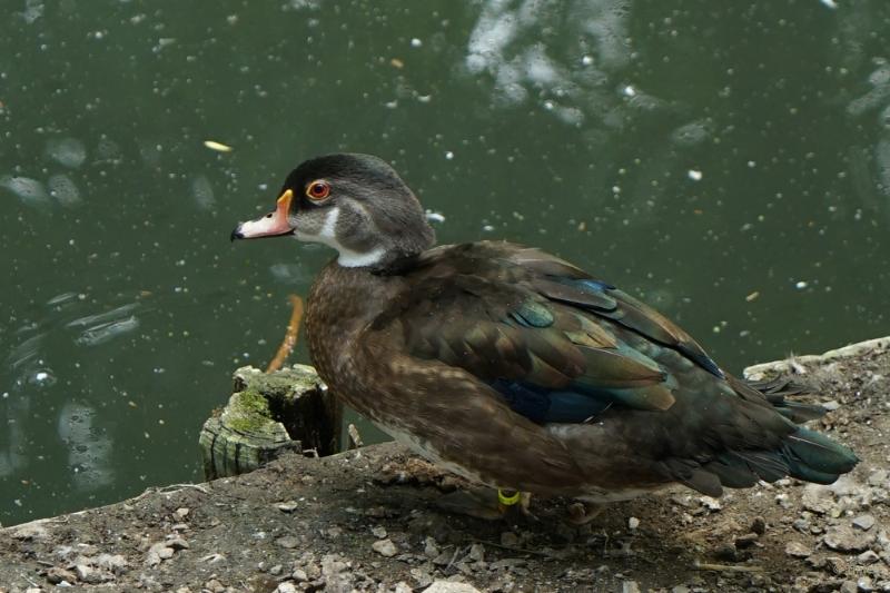 bdFoto 25.JPG - Born kasteelpark